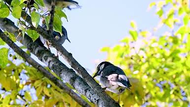 实拍春日树林树梢可爱小鸟麻雀视频的预览图